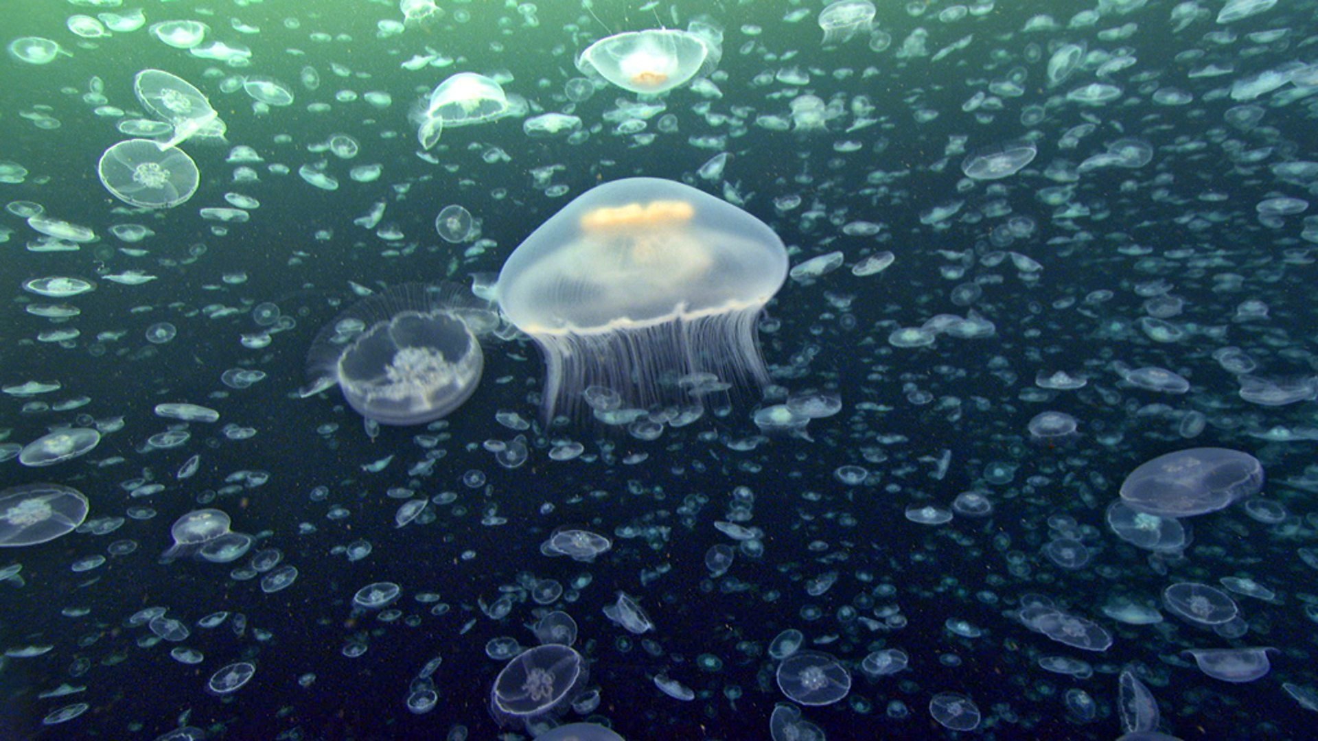 A mélység teremtményei