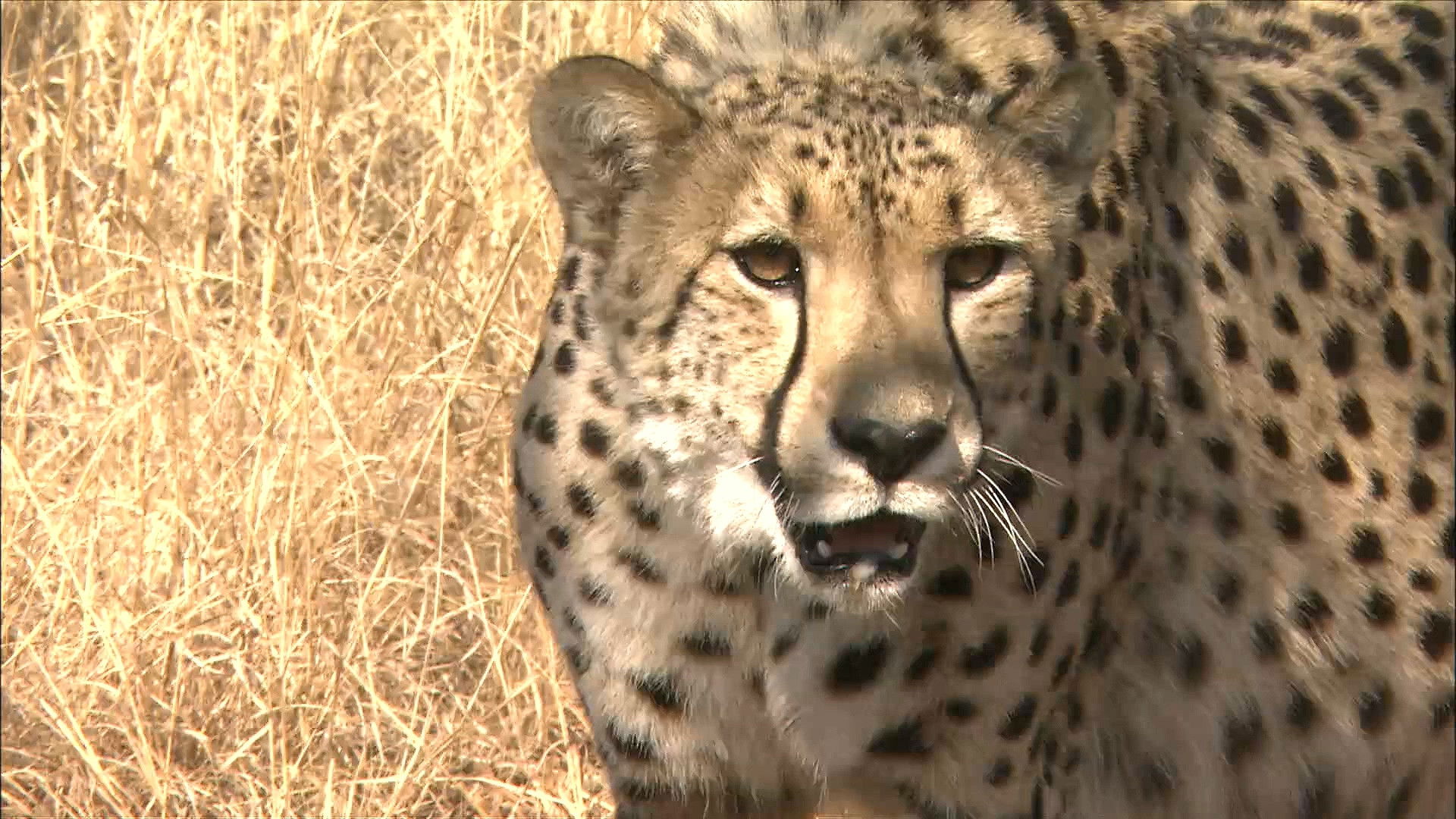 Africa's Magnificent Seven