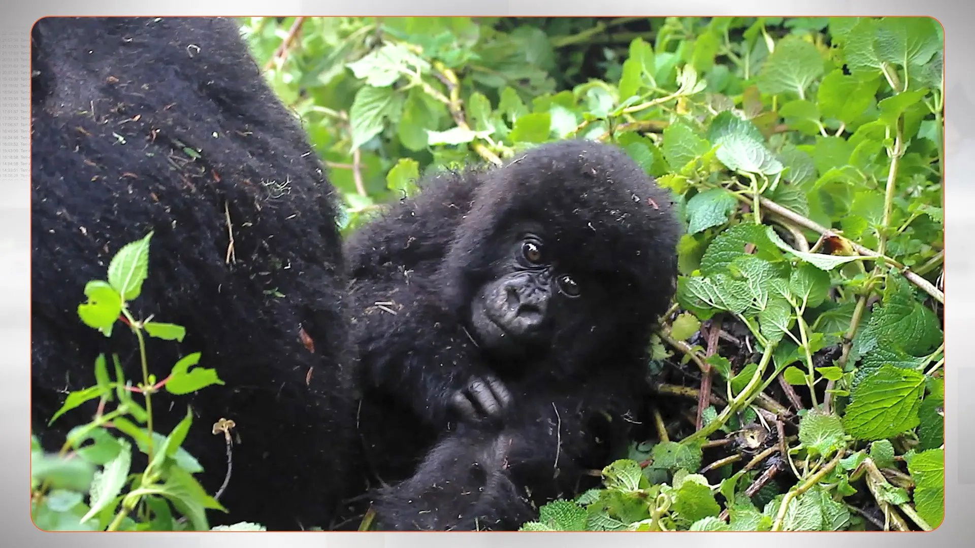 Trafficking Baby Gorillas