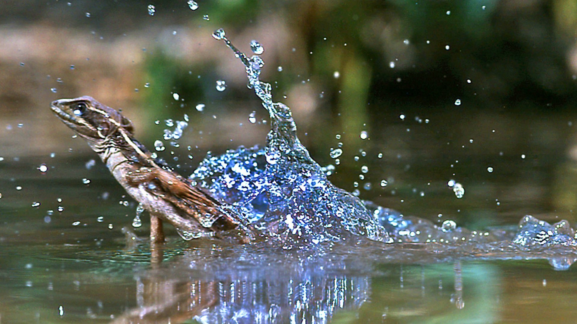 Hüllők és kétéltűek