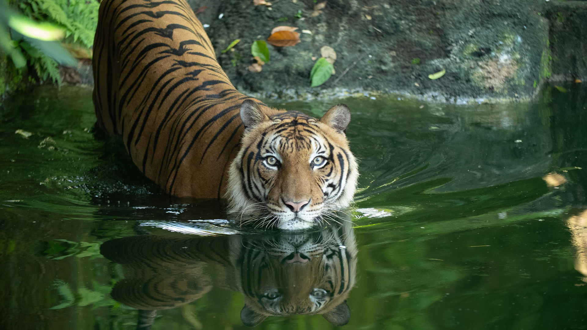 Malaysia's Last Tigers