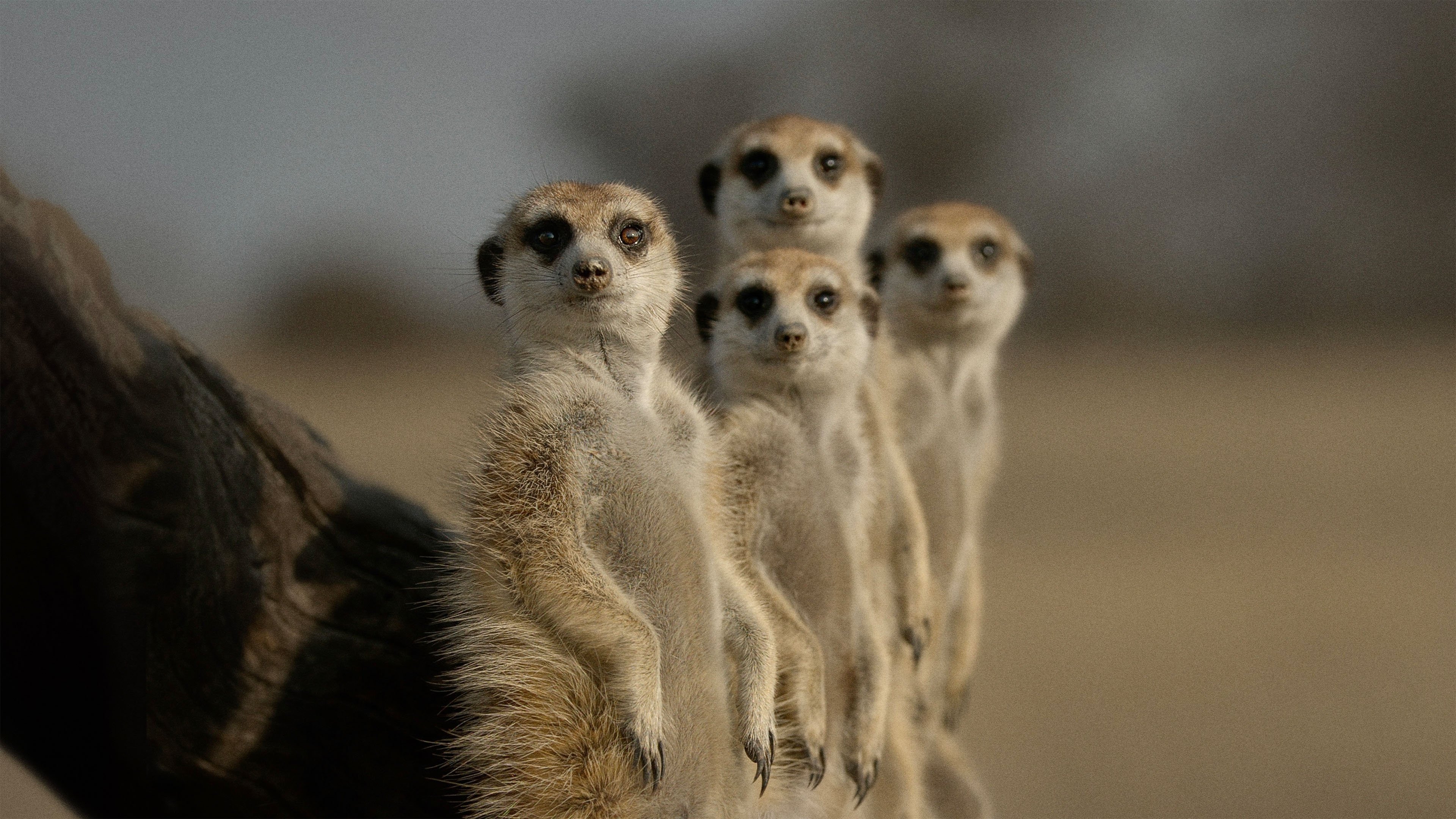 Az állatok titkos élete