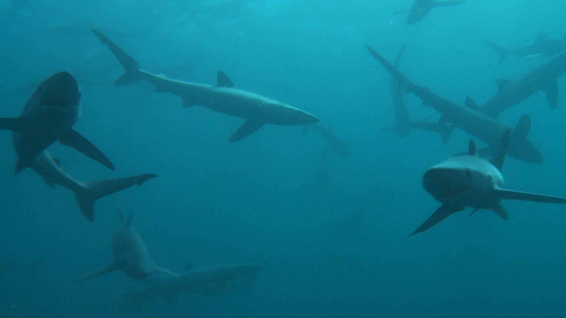 Britain's Whales and Sharks