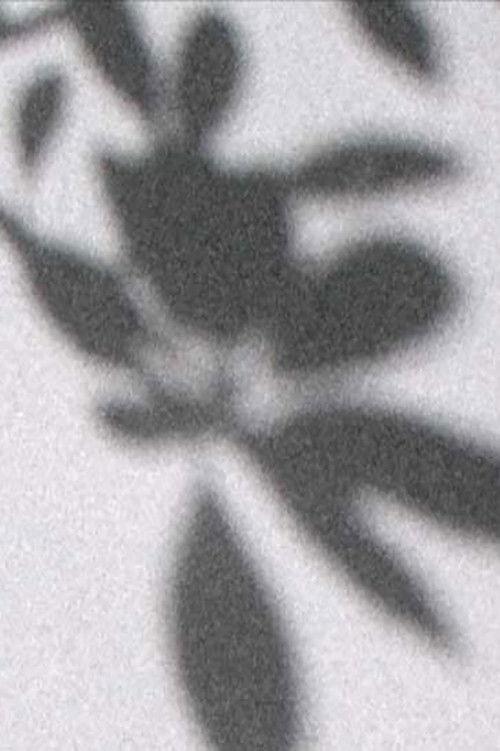 Valentina Alvarado Matos