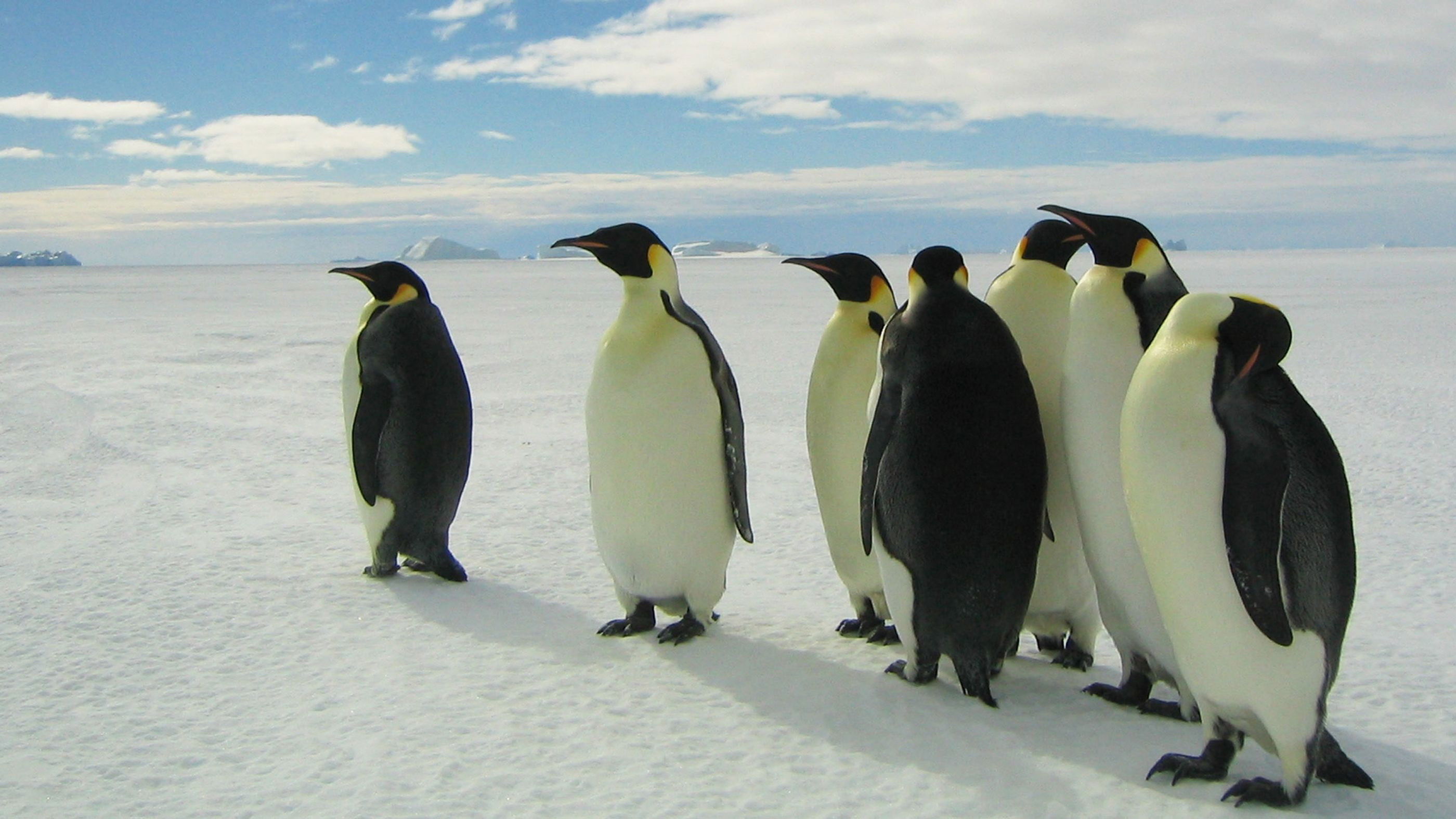 Pingvinek vándorlása gyűjtemény