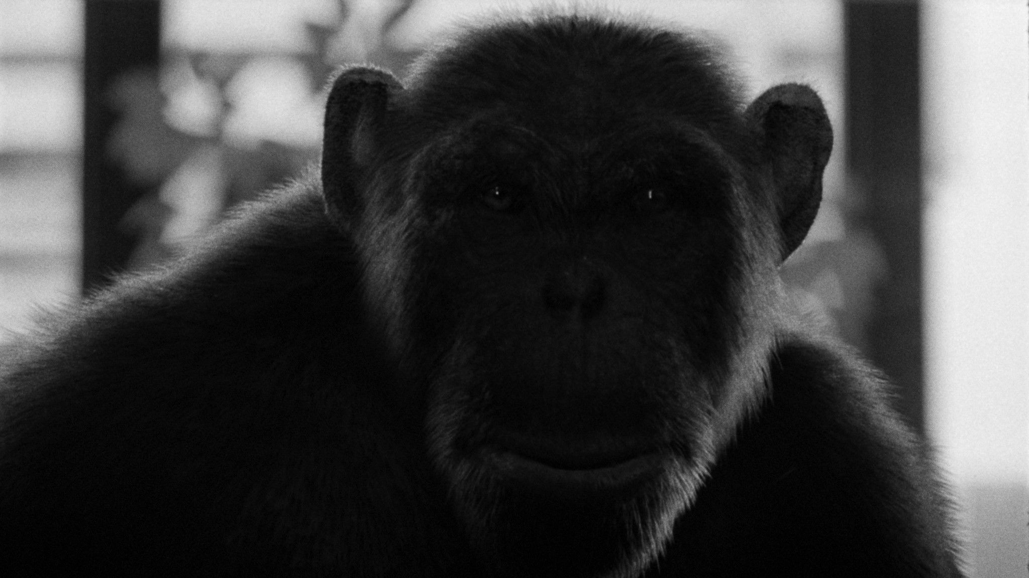 Vincent René-Lortie