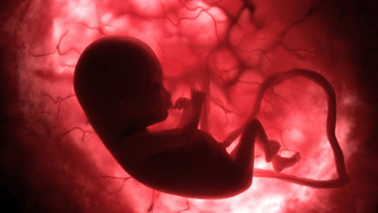 In the Womb