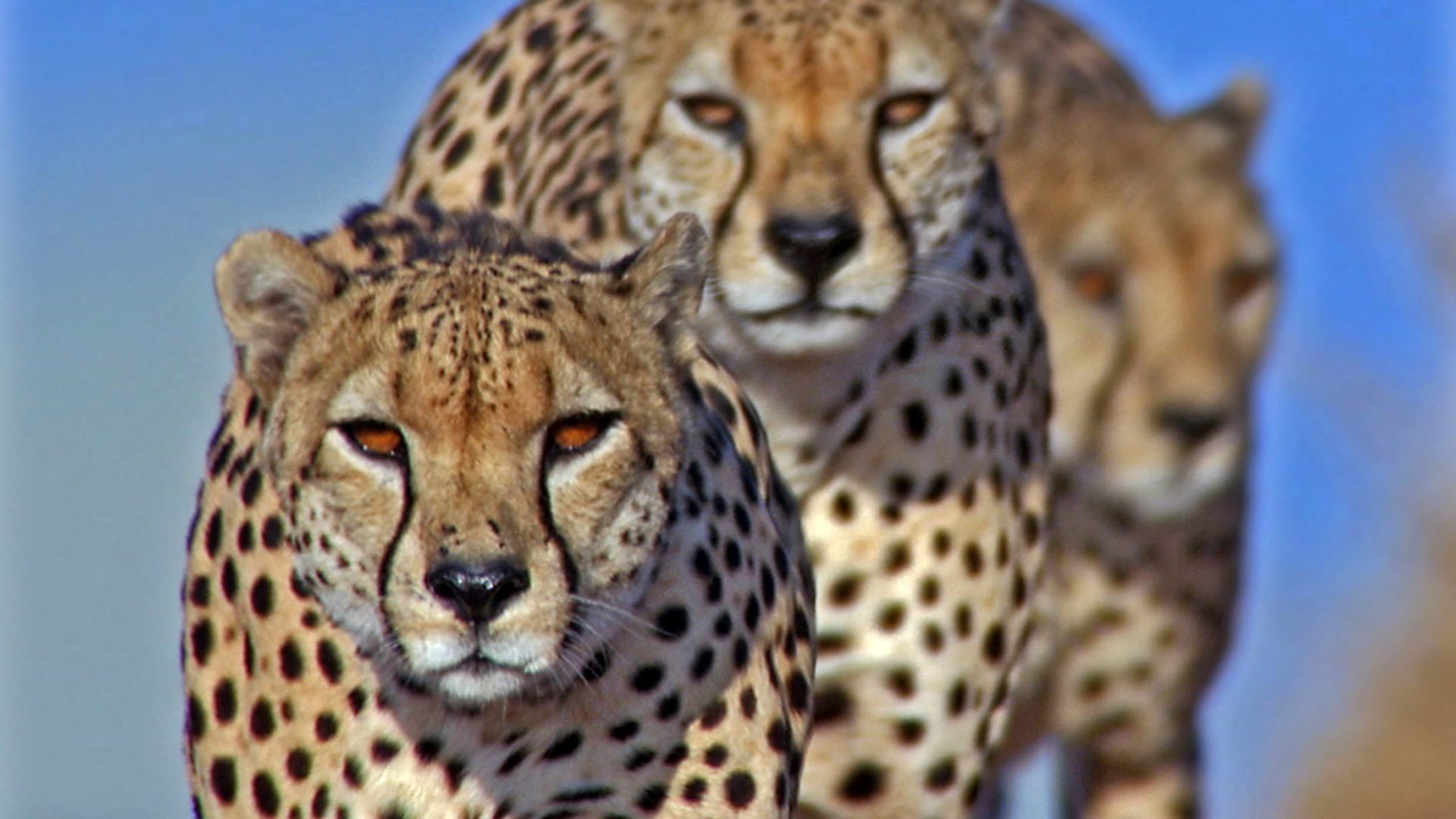 Vadászok és prédák