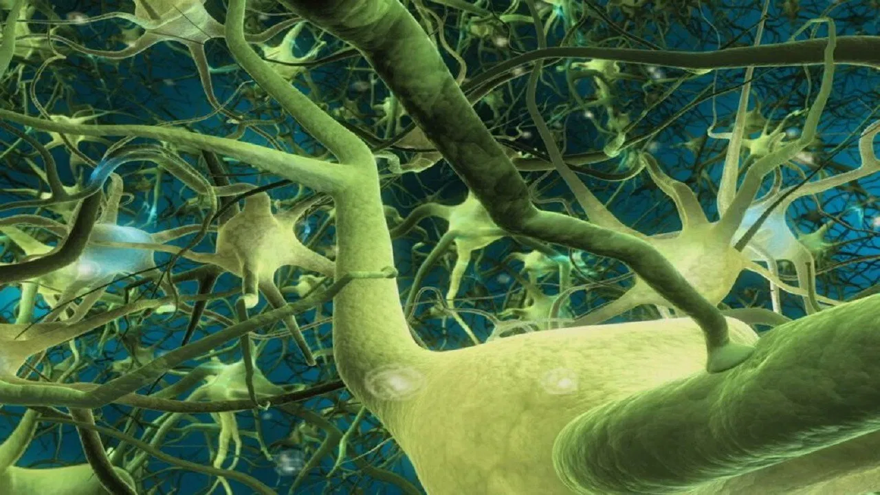 What the Bleep! Collection