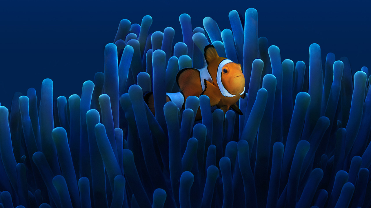 Australia's Ocean Odyssey: A journey down the East Australian Current