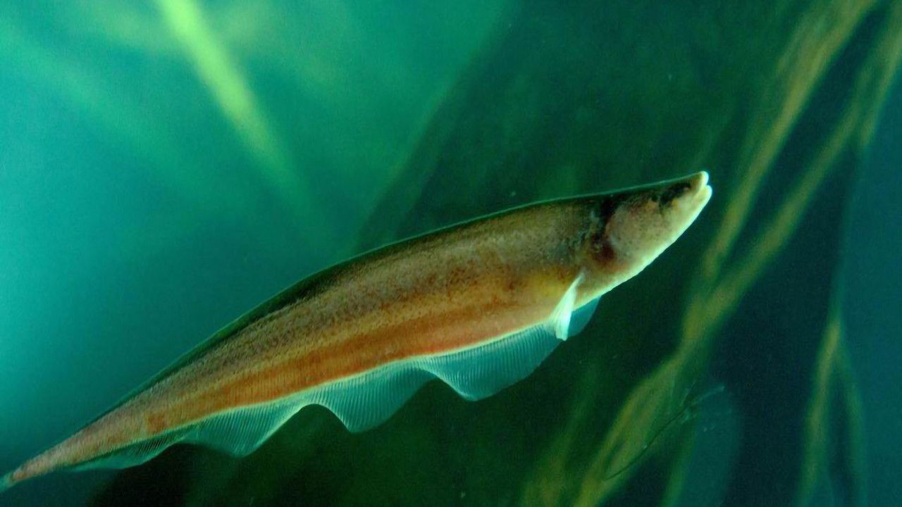 Boris von Schoenebeck