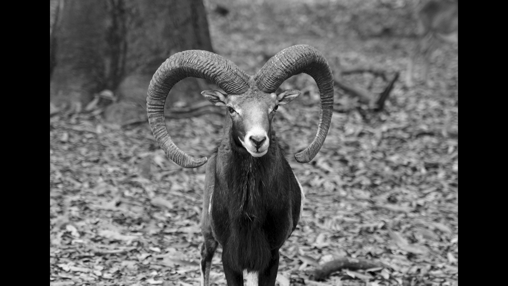 Crónica de una muerte animal