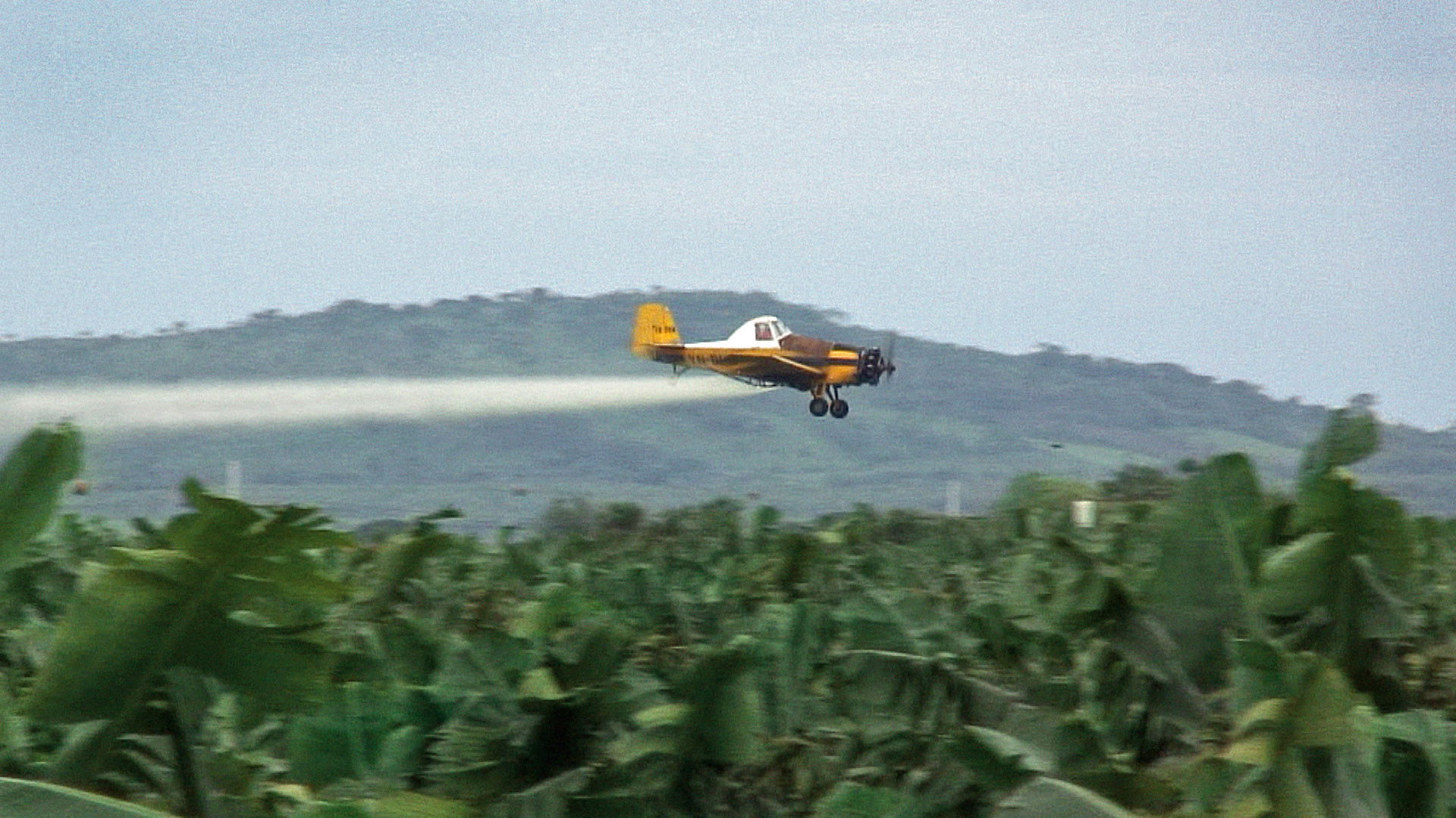 Bananas!* Collection