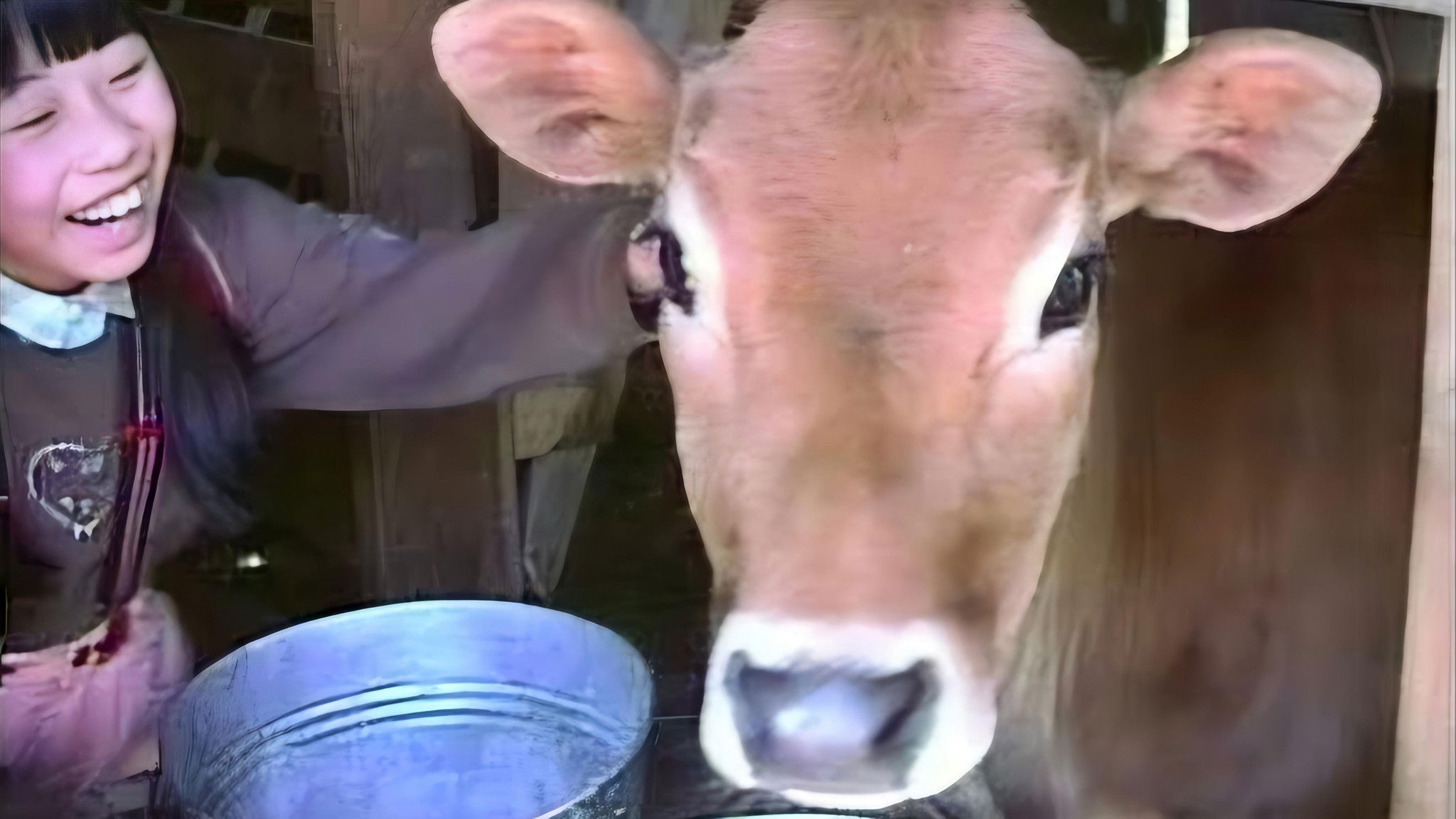 Hogyan tanuljunk egy kisborjútól?