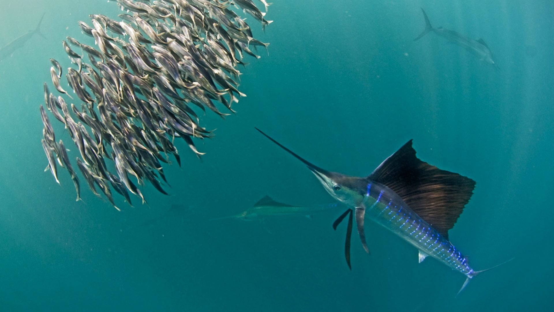 Az Élet kihívásai