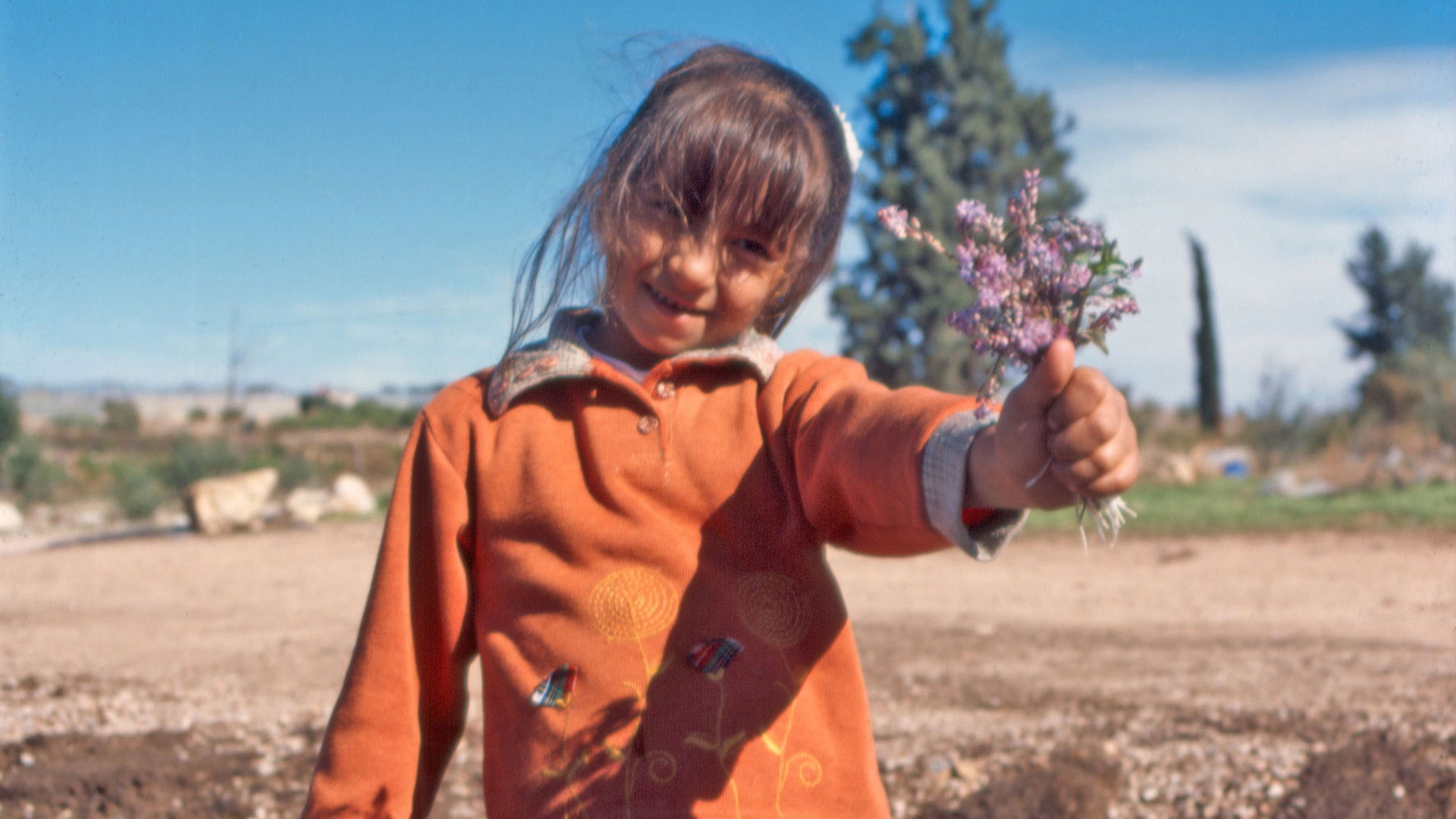 The Colour of Olives