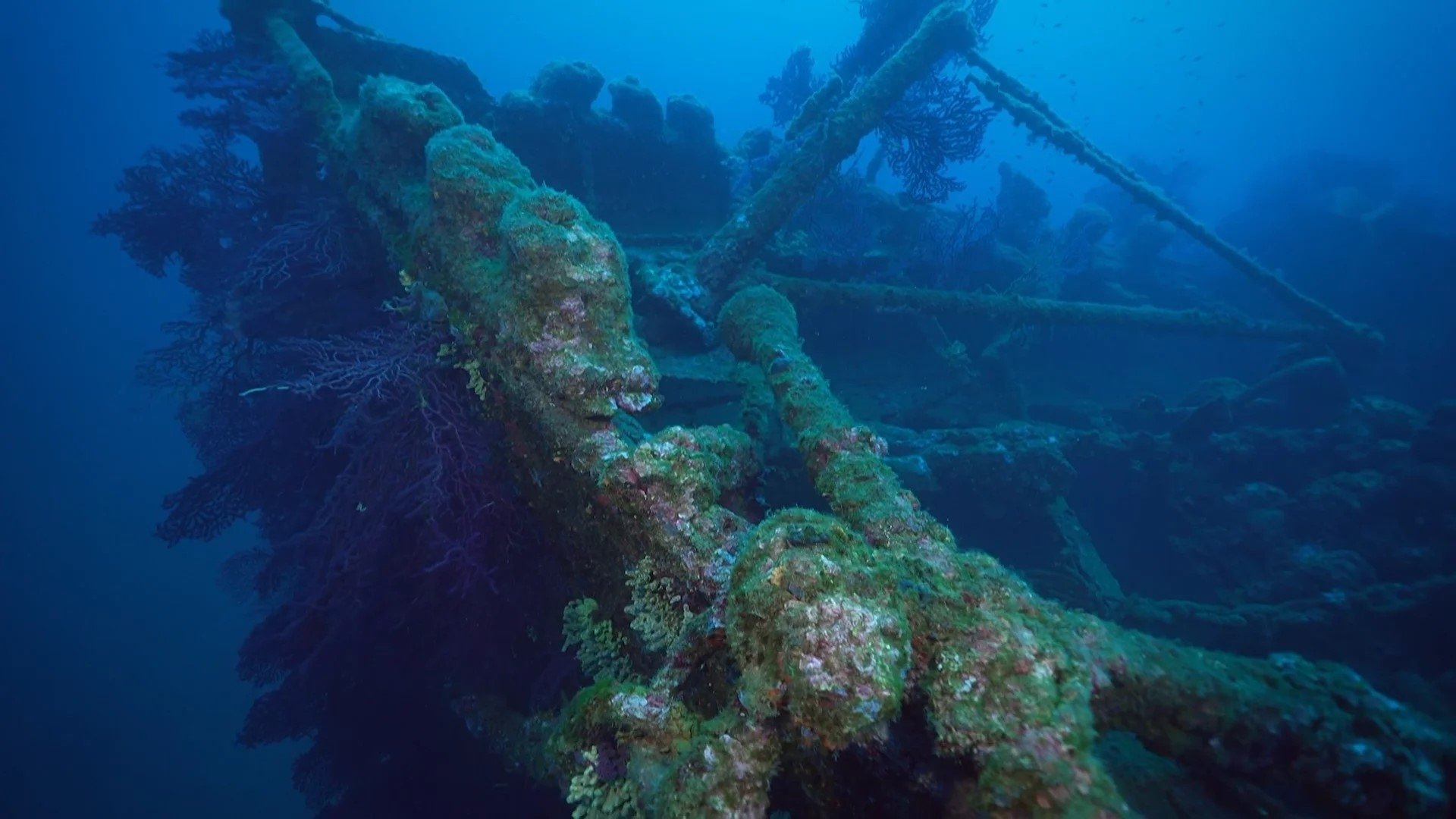 Épaves, des oasis pour la nature