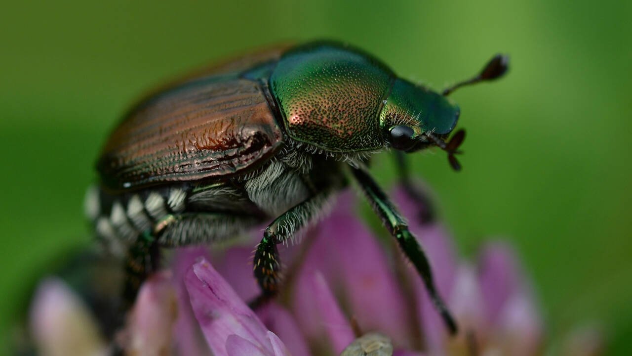 Fabulous Insects - Beetles