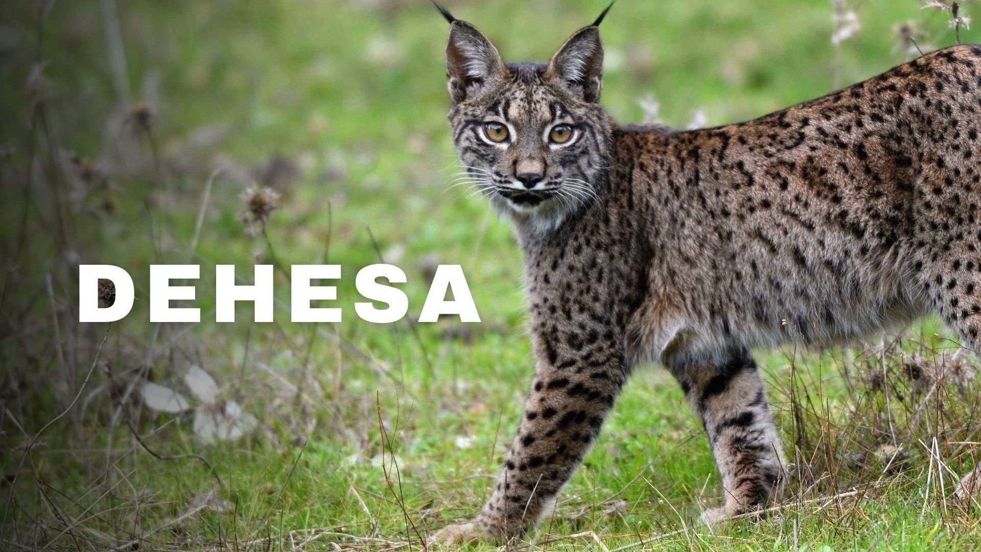 Dehesa: The Forest of the Iberian Lynx
