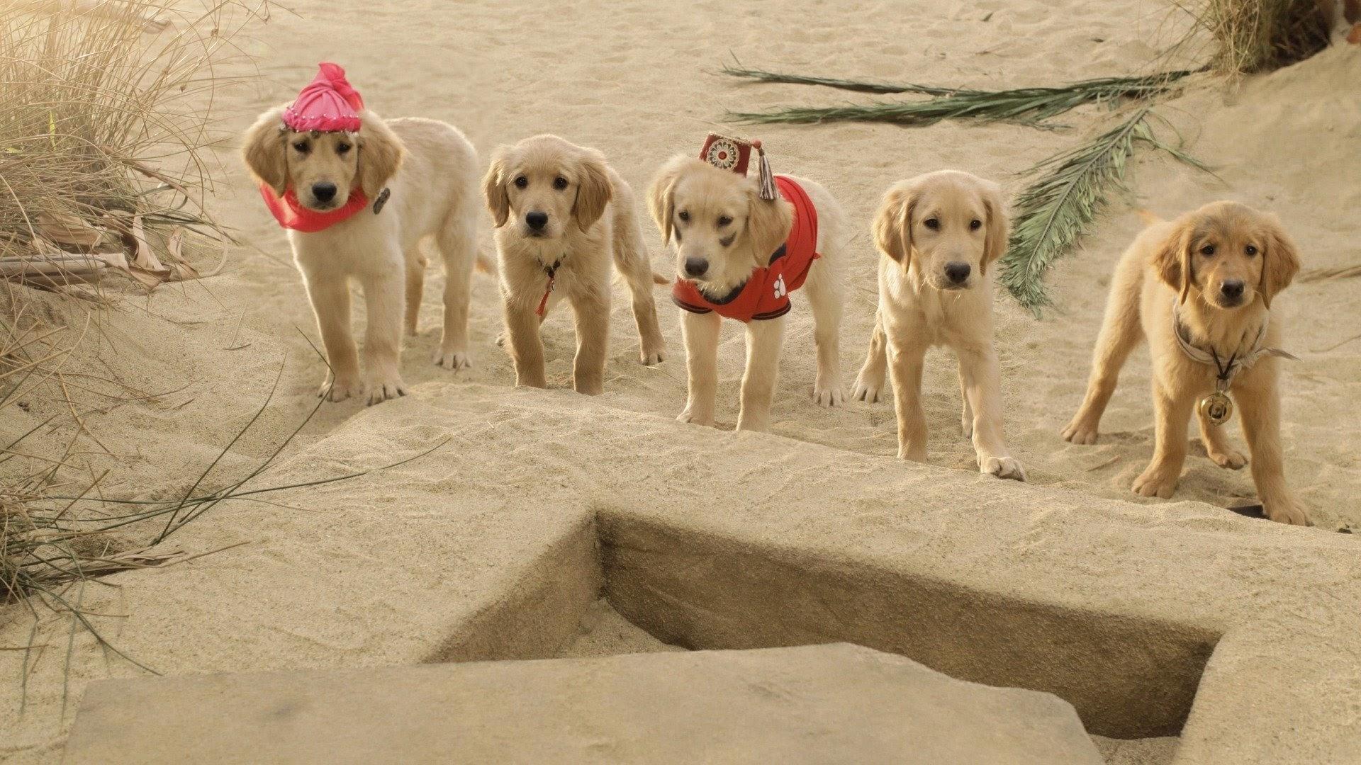 Kincskereső kölykök