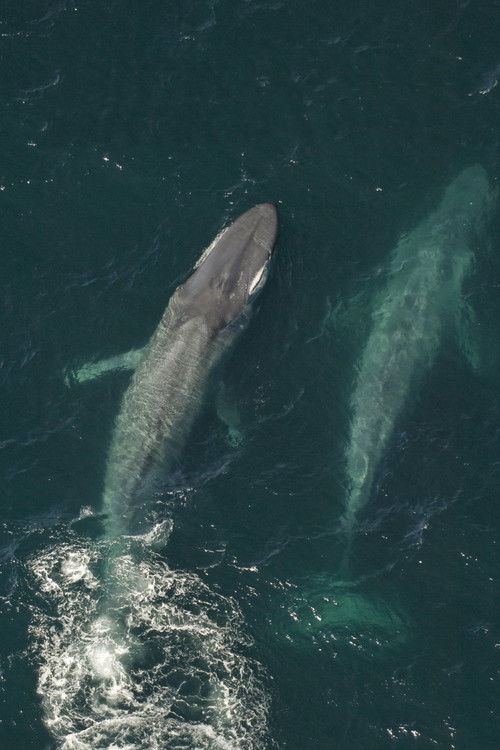 A kék bálnák királysága