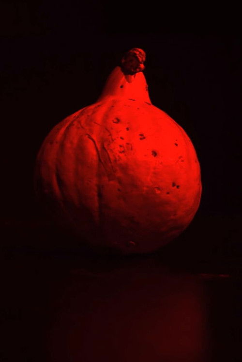 W dyni się nie mieści