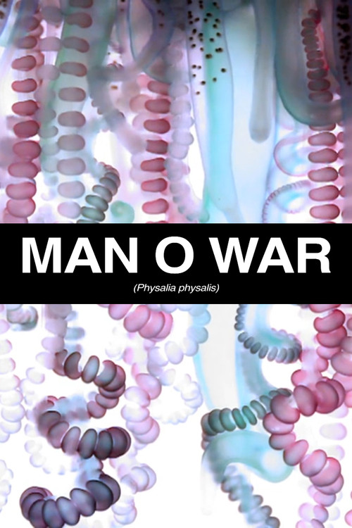 Man O War