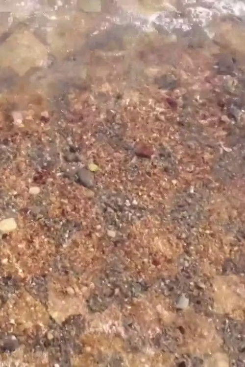 Shore (Entanglement)