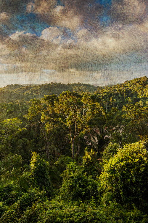 The Cannibal in the Jungle