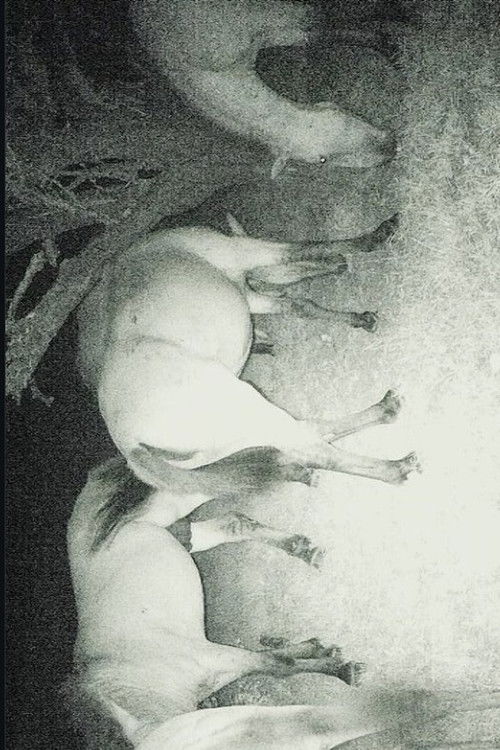 Walking on a Sleeping Elk