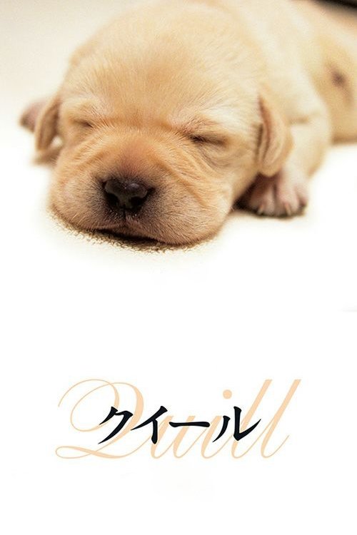 Quill: The Life of a Guide Dog