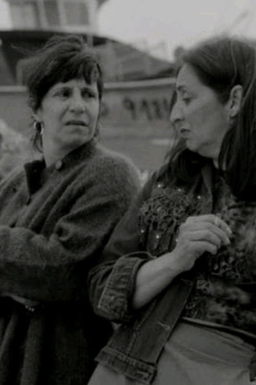 Seagulls Cut Through the Sky