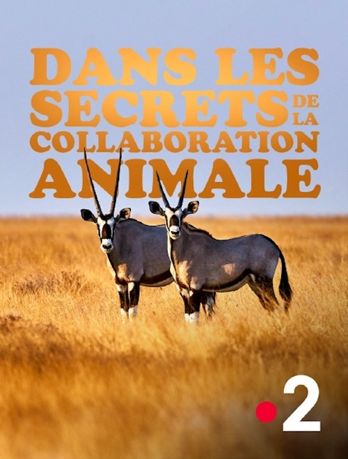 Dans les secrets de la collaboration animale
