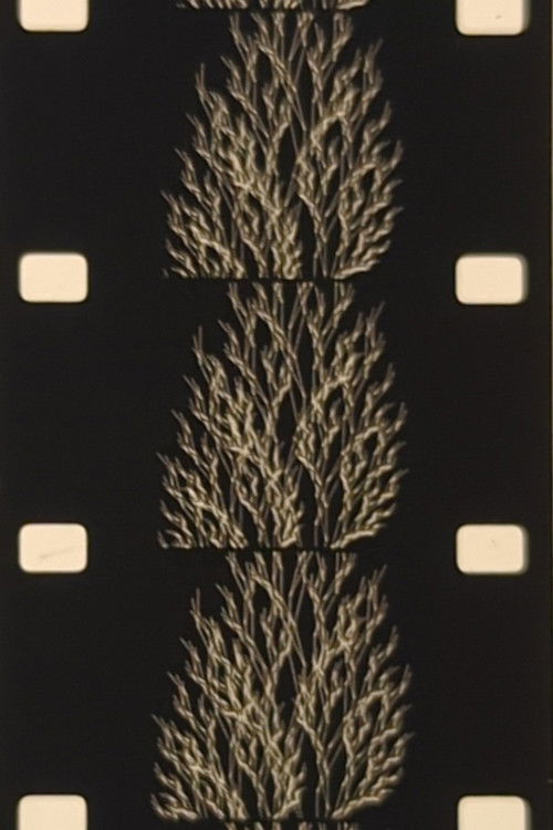 From the Family of Eggs