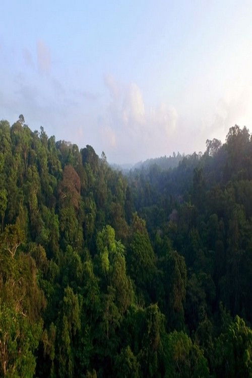 Mundiya Kepanga, the Voice of the Forest