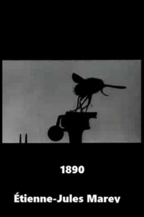 Flight of the Large Blue Fly