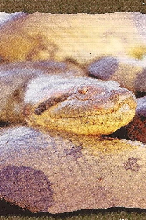 Search For the Supersnake