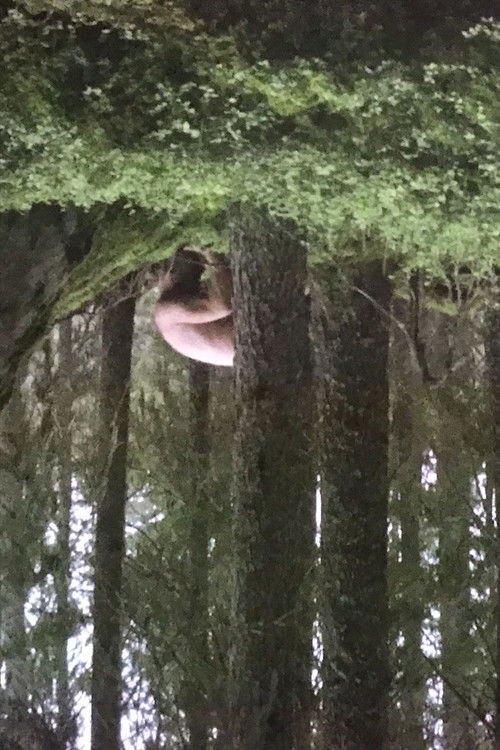 Le Sacre Du Printemps (Tandvarkstallen)