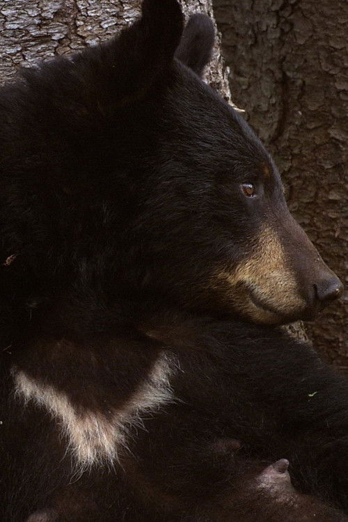 L'Ourse Noire et le Bout du Monde