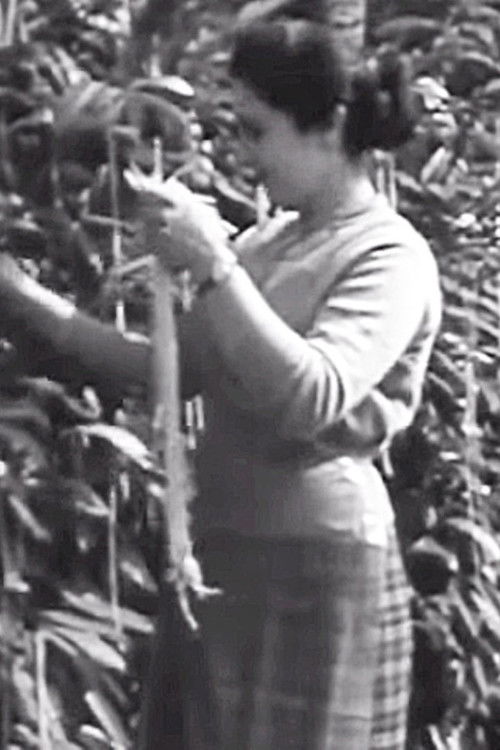 The Swiss Spaghetti Harvest