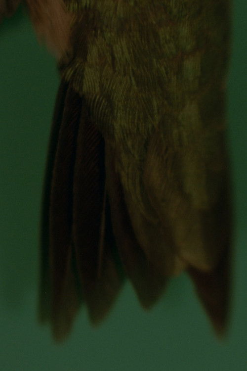 How a Sprig of Fir Would Replace a Feather