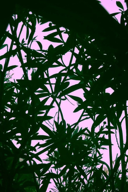 This Simple Beautiful World