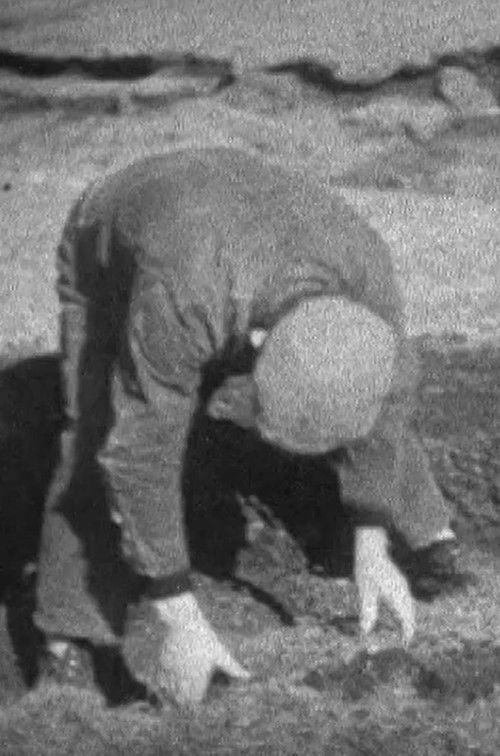 SCENES FROM A SHETLAND CROFT LIFE