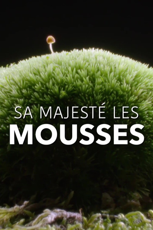 The Magical World of Moss