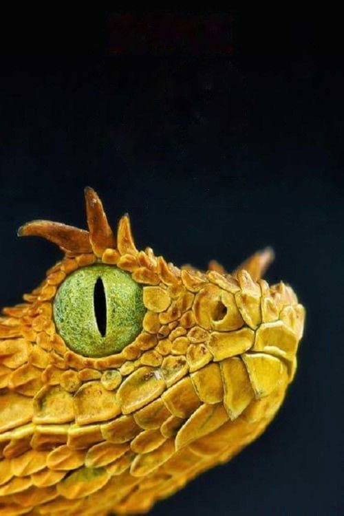 72 Dangerous Animals: Latin America