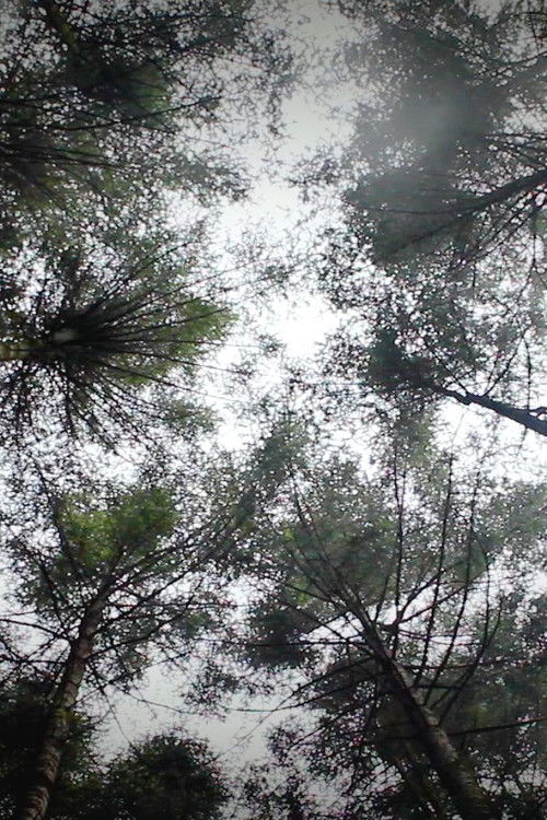 Mycelia: Voices from the Water Forest