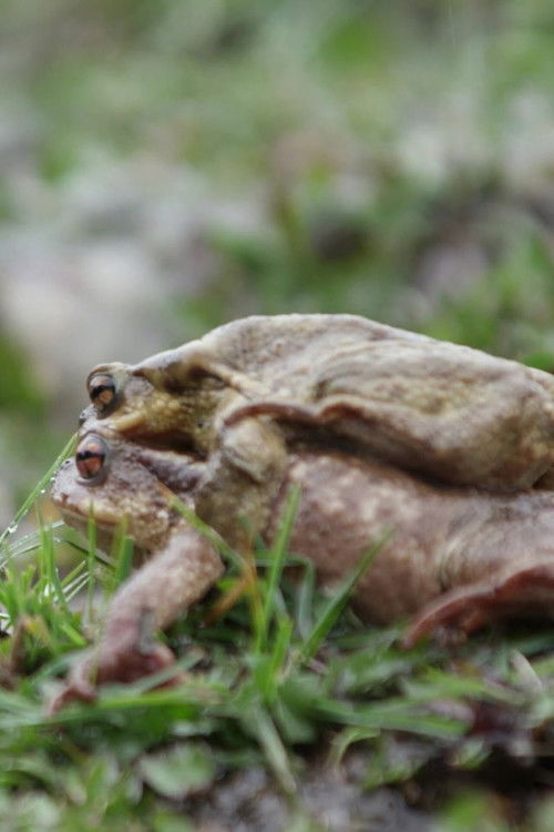 Les forêts ibériques : La saison des amours