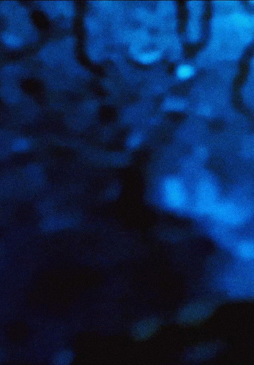 Universal Consciousness