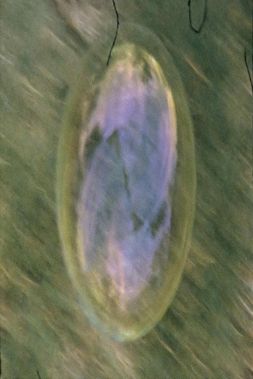 Bombolles (Vanitas Sílvia)