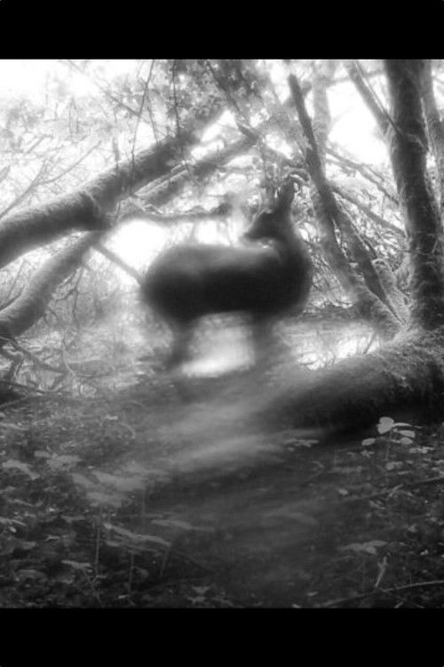 Meadows Wait, Mist Diffuses